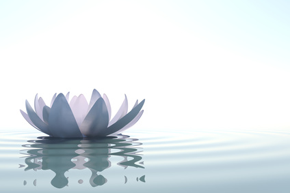 Zen flower loto in water on white background